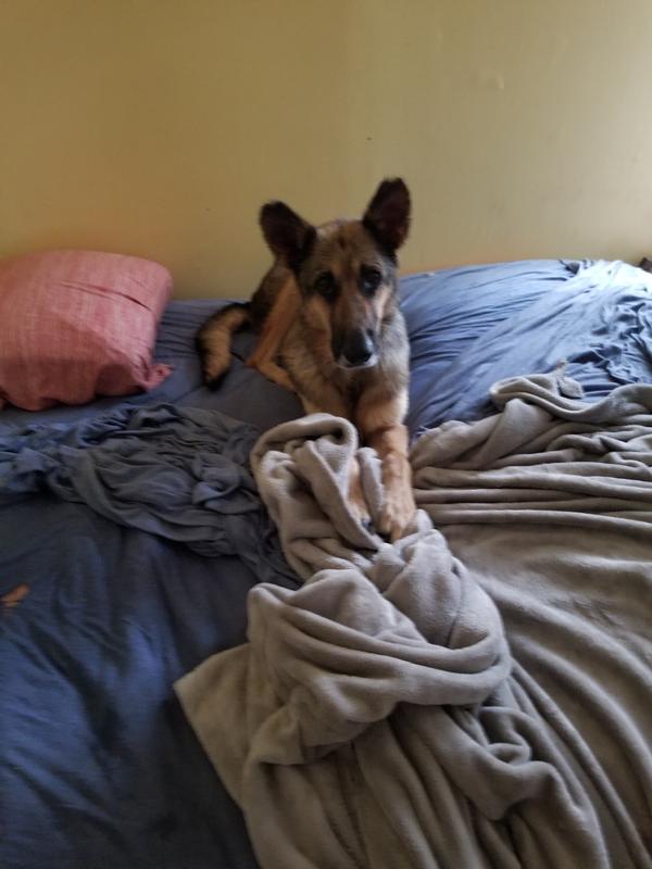 Roxy. Sweet old girl