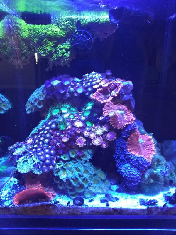 8.3 gallon LifGard AIO tank with soft/hard corals