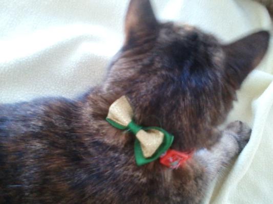 Suzy loves her pretty collar.