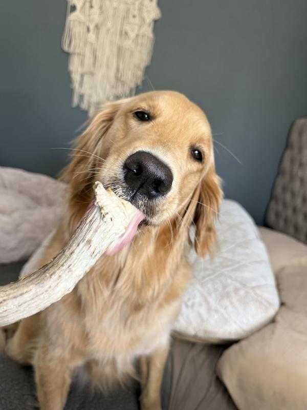 Licking the frozen peanut butter is her favorite part!