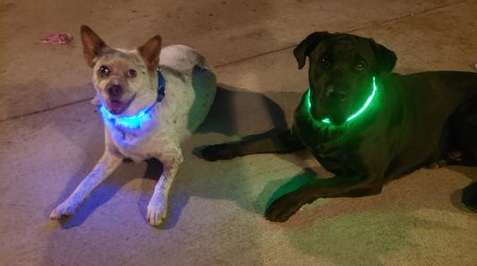 Illumiseen LED Dog Collar USB Rechargeable Bright & High Visibility