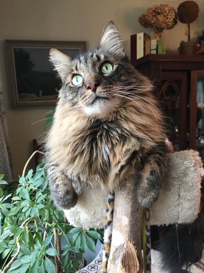 Meet Max! Thriving on Weruva.