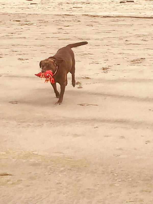 Lucy and her lobster