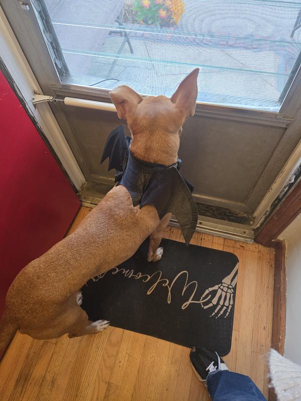 Waiting for Trick or Treaters!