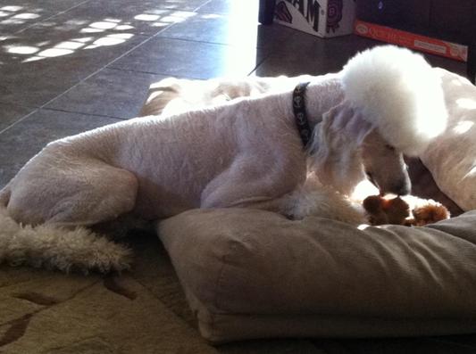 Relaxing with a bone after breakfast.