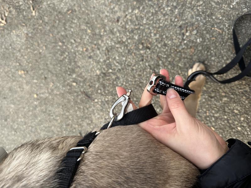Clip detached from leash