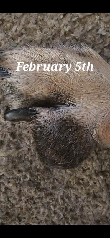 Tumor or cyst on my german shepherd's foot