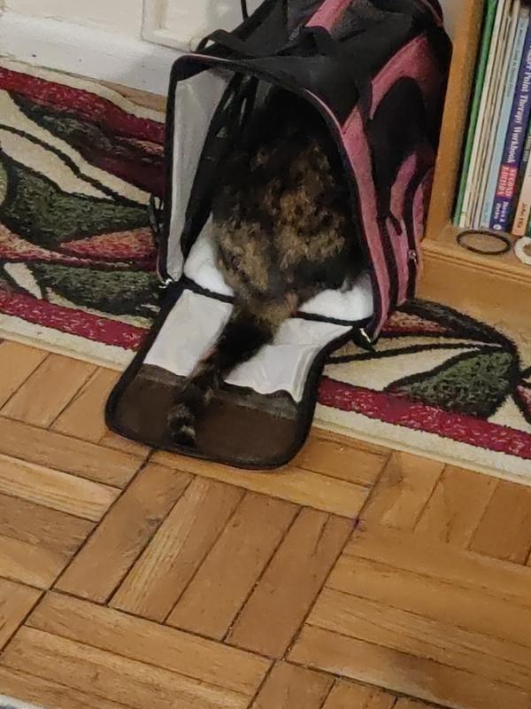 She never liked catnap... until this day when I enticed her