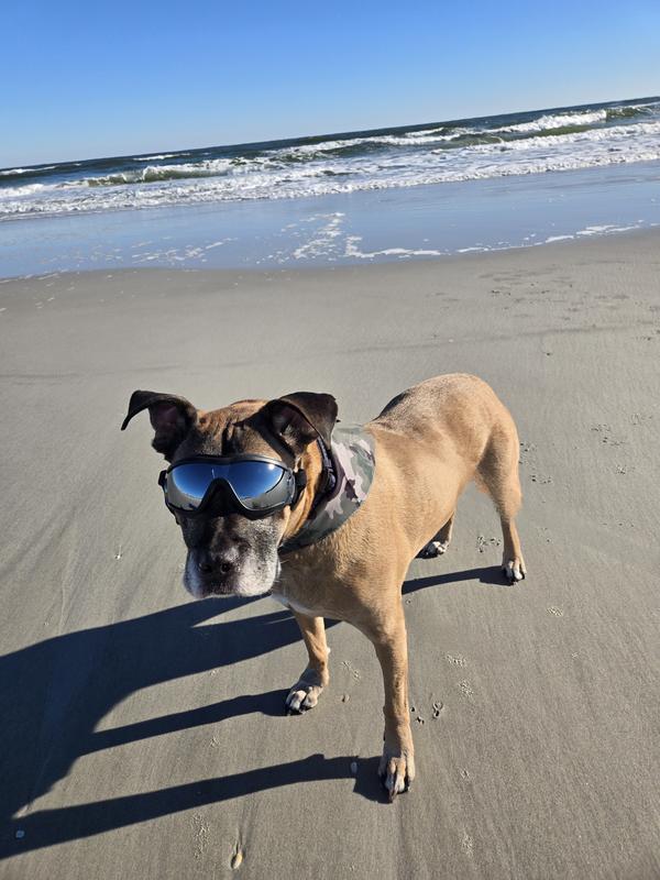 Zeus, last trip to the ocean🥹