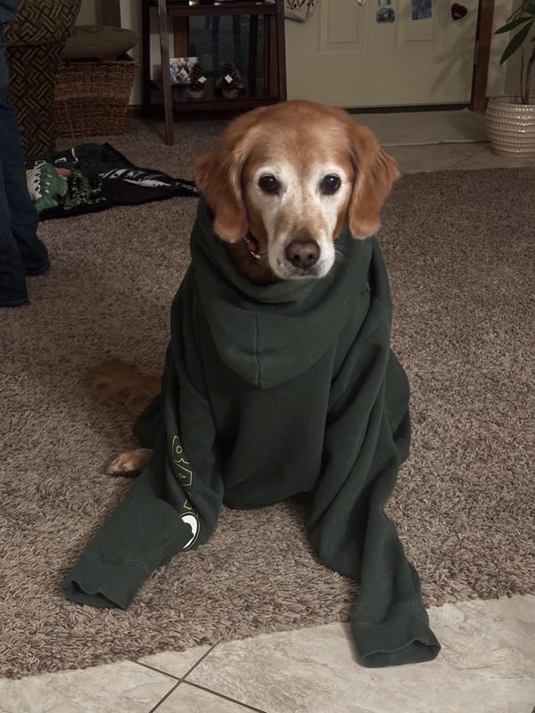 Bailey is an 11 1/2 loved girl♥️ she was raised in Illinois but we have converted her to a Packer fan!! 🤣