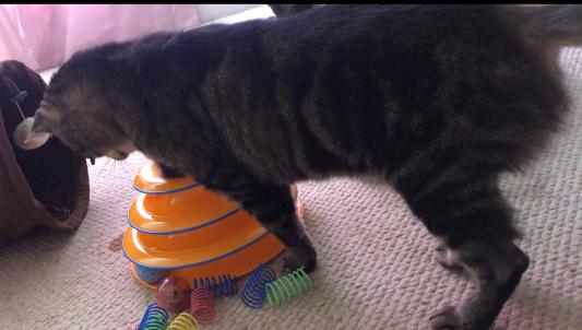 This is my scaredy-cat. I was surprised how much he likes it.