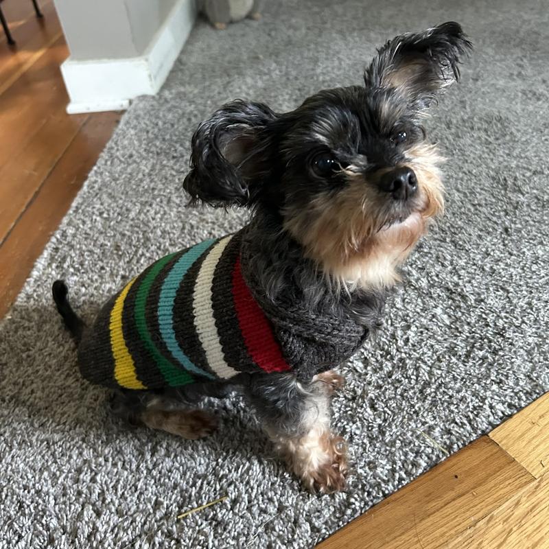 yorkie mix in striped wool sweater, looking just off camera