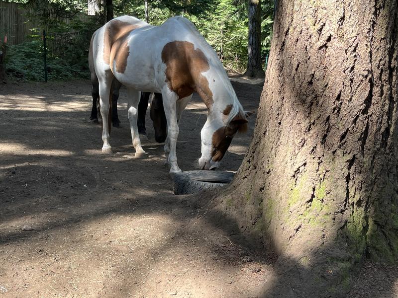 Horses spend more time in bowl, not on the dirt!