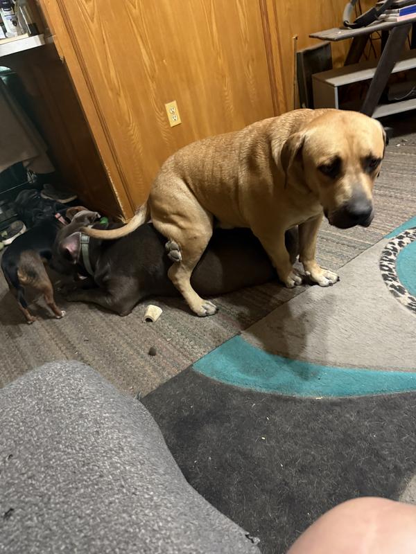 The brown dog is who I am using these for. He is 1.5 years old