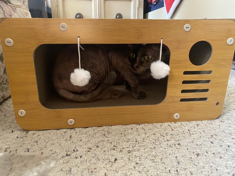 Cat had to crouch while inside