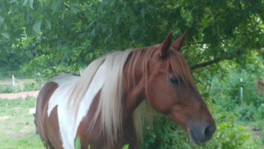 my heart horse