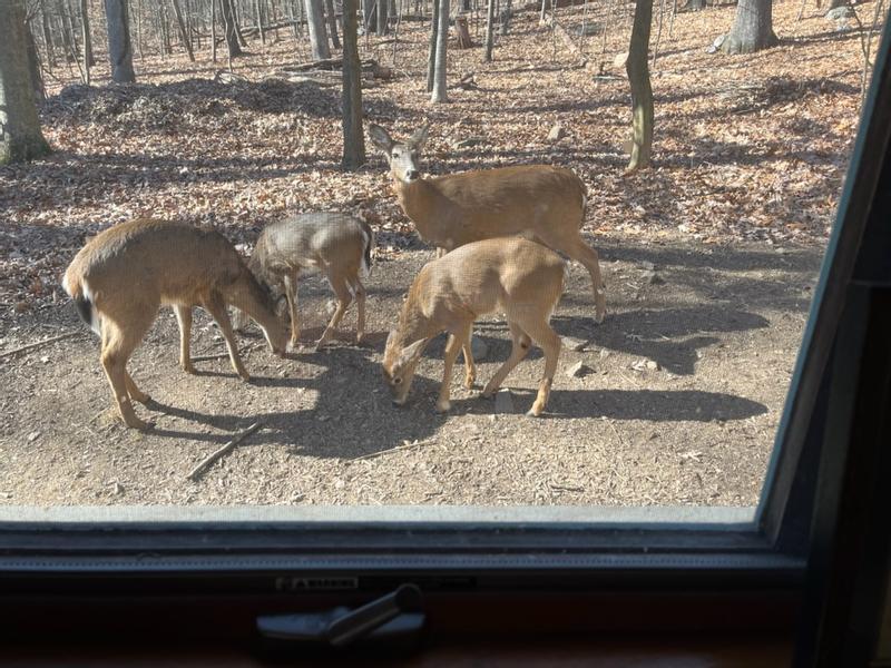 Lunchtime in the woods