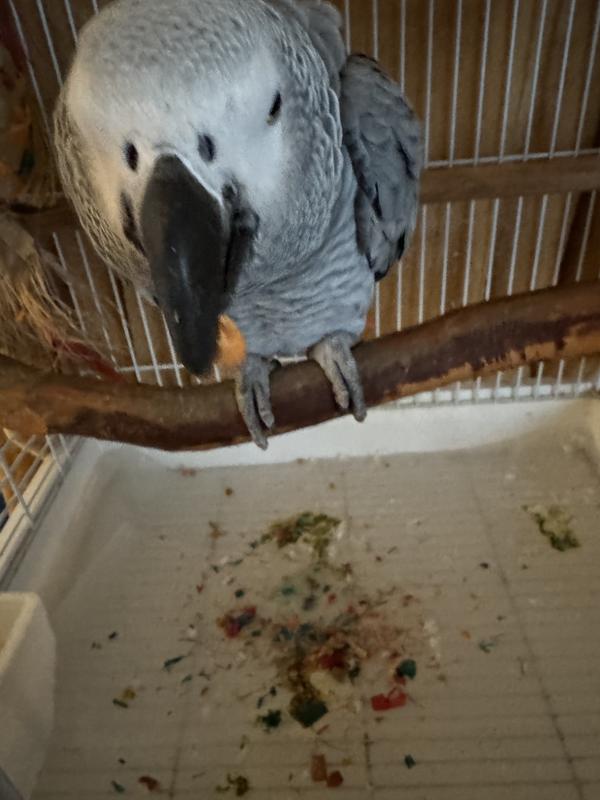 Enjoying mango yogurt treat