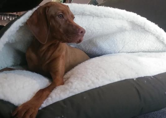 Vizsla cozy outlet cave