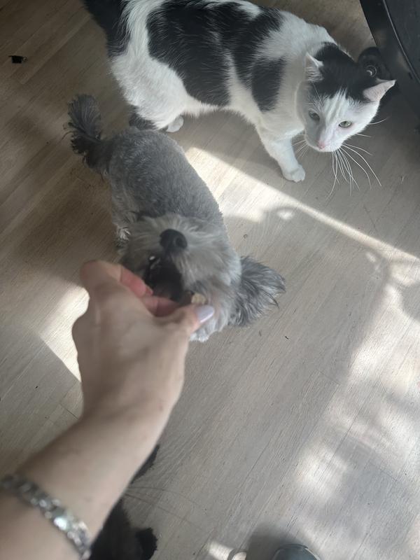 My pups enjoying the bison liver