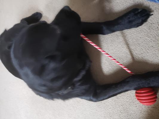 Fynn enjoys rope ball