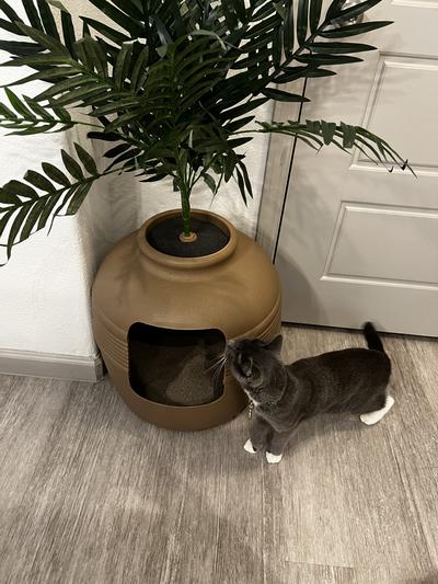 Cat litter clearance planter