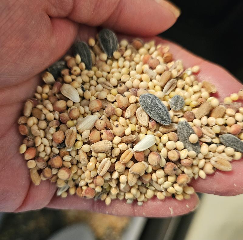 Note the white chalkiness most noticeable on the sunflower seeds