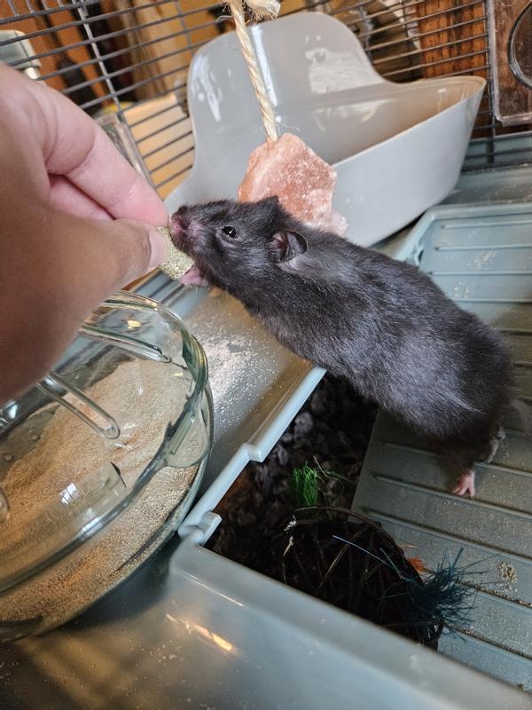 FIELD+FOREST BY KAYTEE Hamster & Gerbil Food, 2lb bag