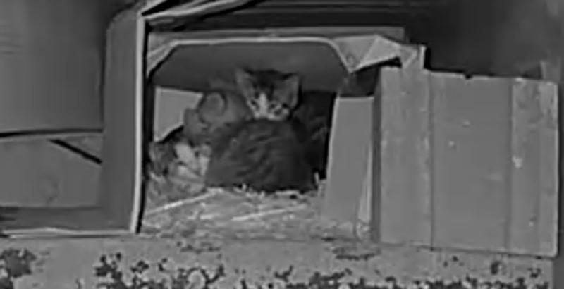 Last time they slept outside.