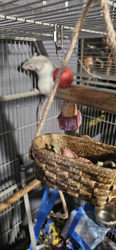 Peanut (rat) with her strawberries