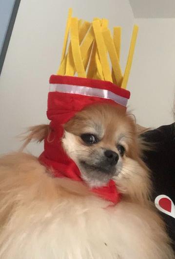 Dog french hot sale fry hat