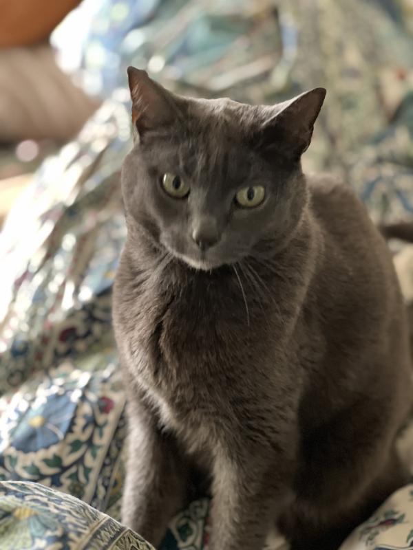 Picky, 20 year-old cat