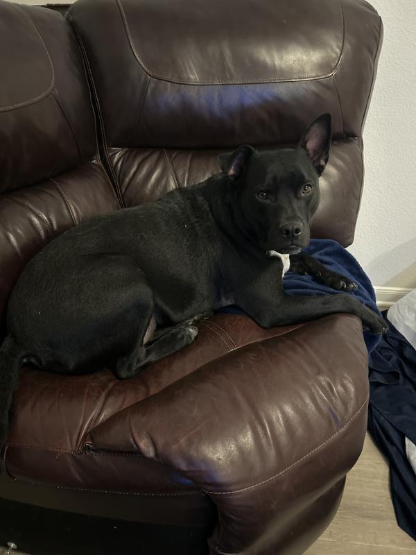 Same for Mr Apollo patience they are great at bc they are well loved respected and full of chewys!