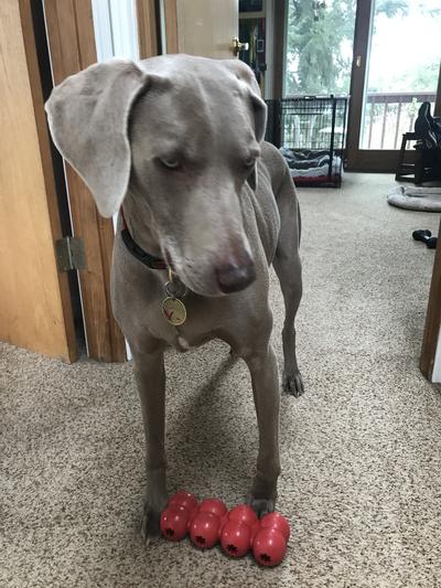 Kong Goodie Ribbon Large red Rubber Treat Toy for Dogs - Ziggy Pupps