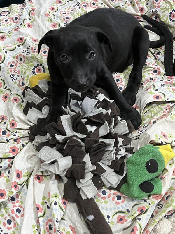 Treats are perfect for hiding in the snuffle mat