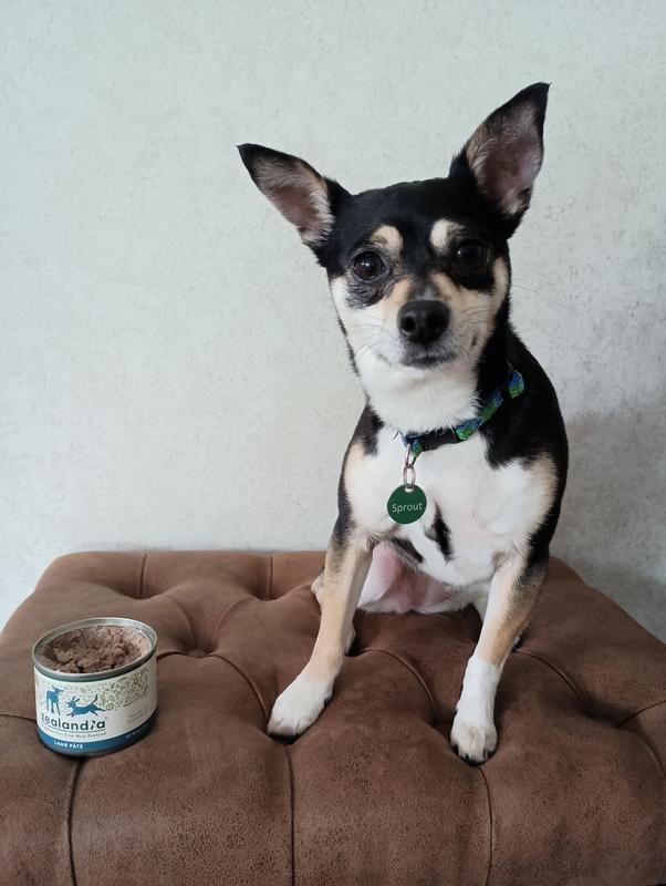 The "Ain't nobody gonna make me eat that." look (You can dress her up, but apparently can't take her to a fancy restaurant : )