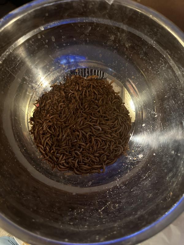 Chewy mealworms clearance