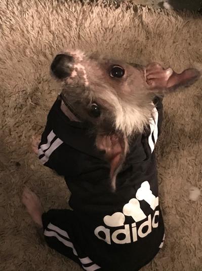 Adidas best sale dog sweatsuit