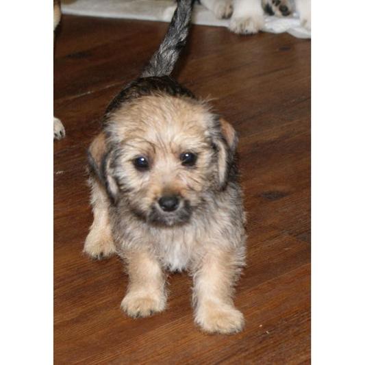 Mylo