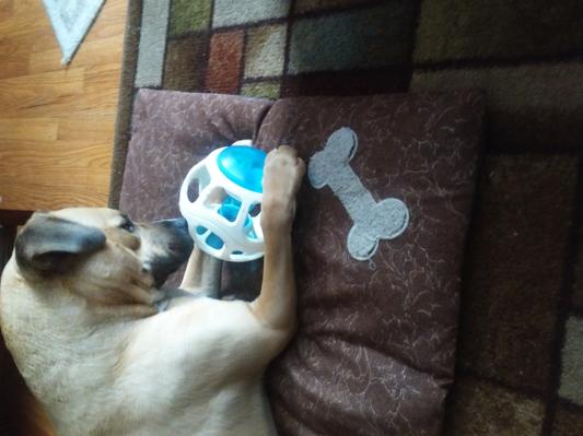 JW Pet Rockin Treat Ball Tough Treat Dispensing Slow Feeder Dog Activity Toy