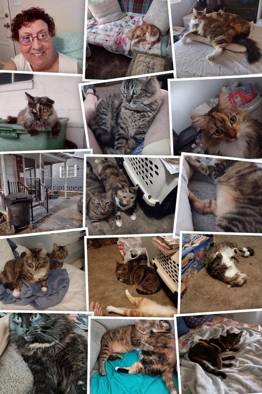 Just a few of my cats