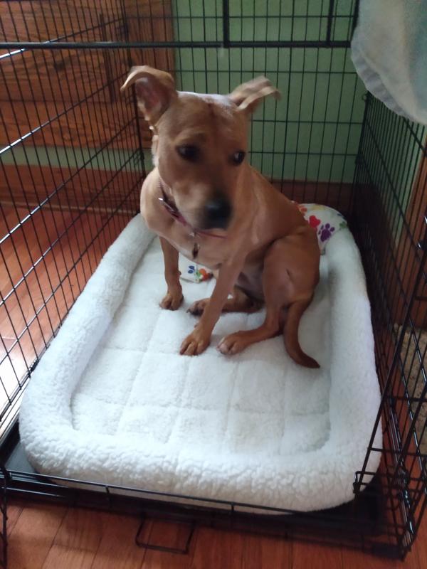 Lily sitting in her new kennel.