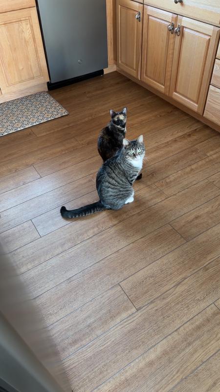 Always waiting for Churu!