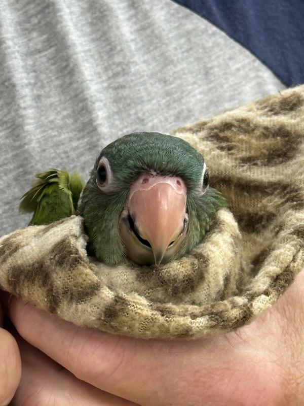 Maggie, the newest addition to our family❣️