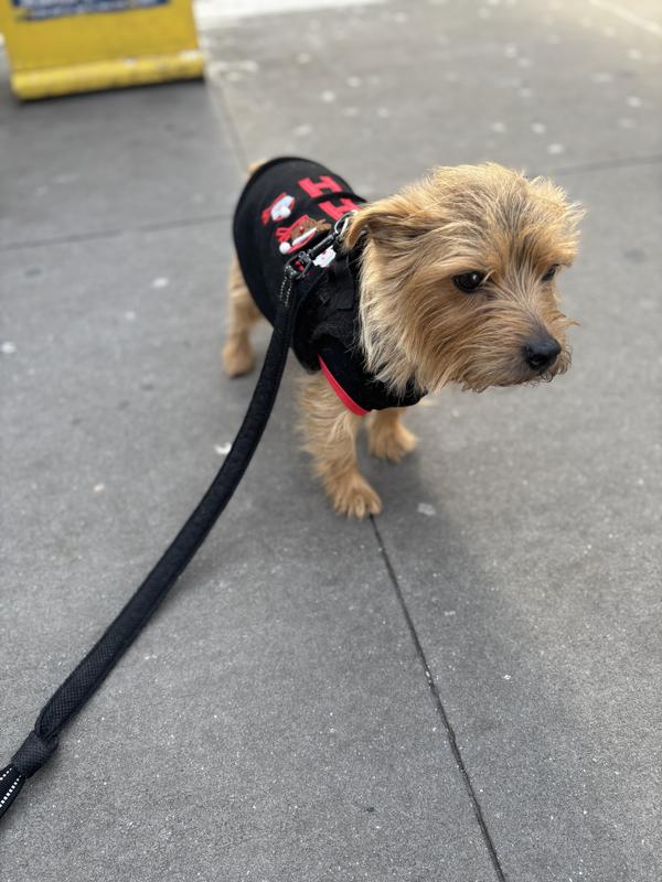 Cutest holiday t-shirt