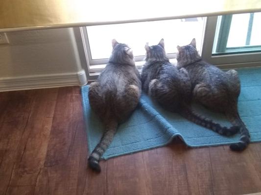 Harry, James and Lilly watching for birds