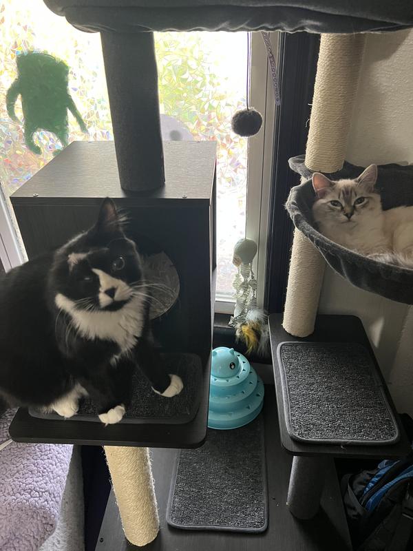 Pet products critics in training