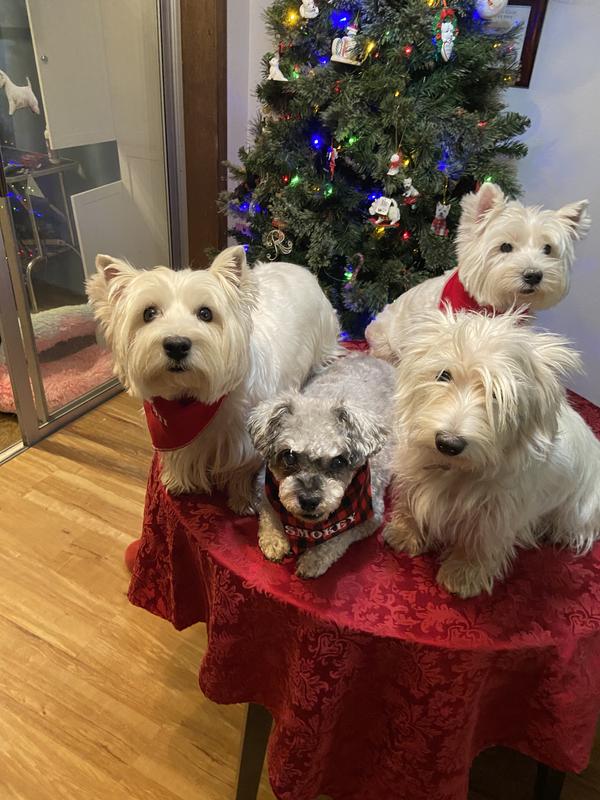 Ready for Christmas!