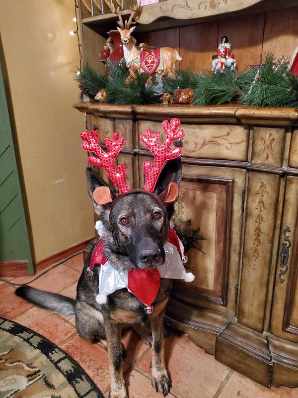 Active and fun GSD's!