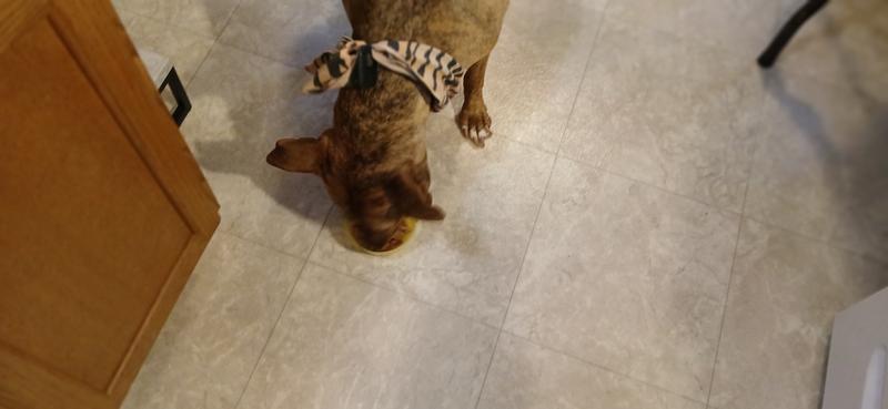 He dives in... He doesn't care about the camera now